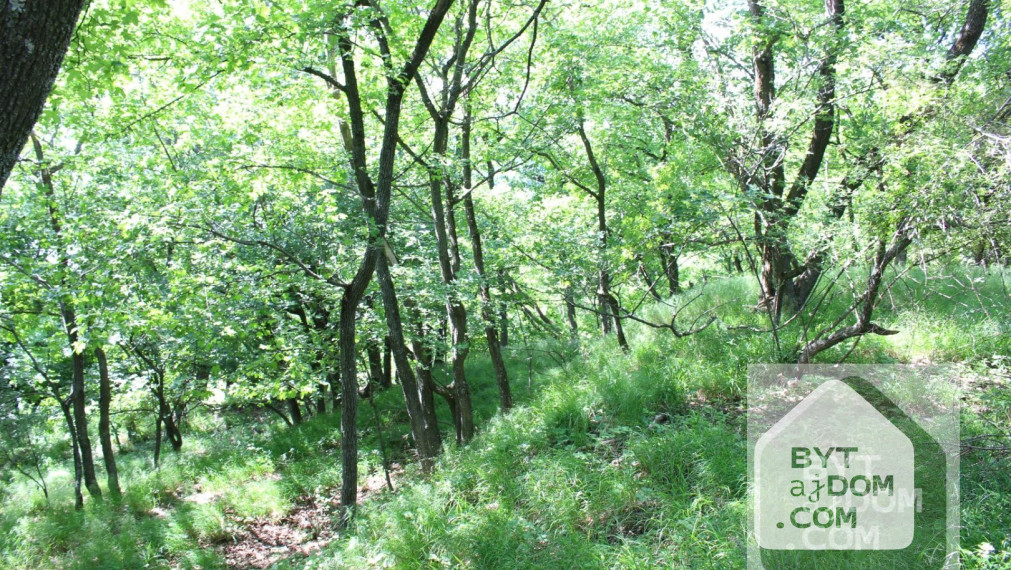 Predaj lesa - Kučišfdorská dolina